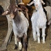 goat_giza_cai_v_0041_egy1144.jpg